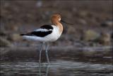 American Avocet
