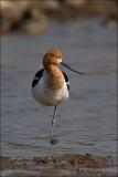 American Avocet