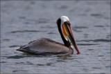 Brown Pelican
