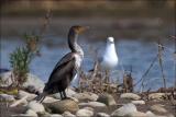 Double-crested Cormorant
