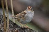 White_crowned Sparrow