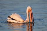 White Pelican