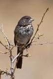 Song Sparrow