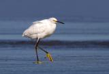 Snowy Egret