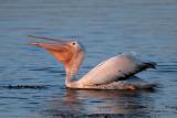 White Pelican