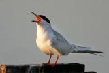Forster's Tern