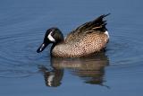 Blue-winged Teal