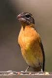 Black-headed Grosbeak