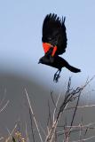 Red-winged Blackbird