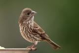 House Finch (F)