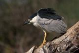 Black-crowned Night Heron
