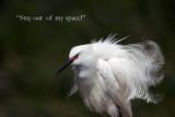 Snowy Egret (Breeding Plumage)