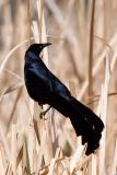 Great-tailed Grackle