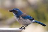 Scrub Jay