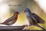 Finch & Sparrow