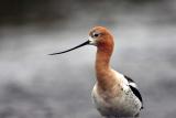 American Avocet
