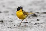 Common Yellowthroat
