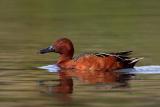 Cinnamon Teal