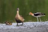 Avocet/Mallard confrontation