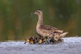 Mallard Duck with ducklings