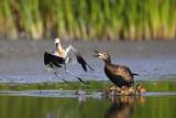 Avocet/Mallard confrontation