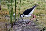 Black-necked Stilt tending eggs