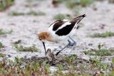 American Avocet with chick