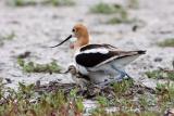 American Avocet with chick