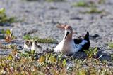 American Avocet with chicks