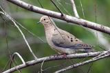 Mourning Dove