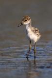 Black-necked Stilt chick