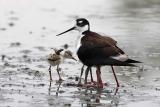 Black-necked Stilt with chicks