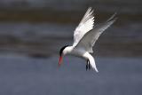 Foster's Tern