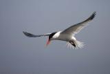Foster's Tern