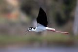 Black-necked Stilt in flight