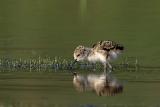 Black-necked Stilt chick