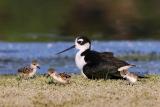 Black-necked Stilt with chicks