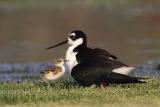 Black-necked Stilt with chick