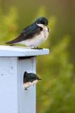 Tree Swallow