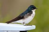 Tree Swallow