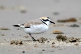 Snowy Plover