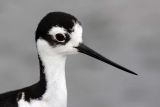Black-necked Stilt