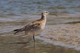 Whimbrel