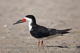 Black Skimmer