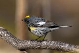 Audubon's Yellow-rumped Warbler