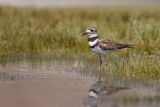 Killdeer