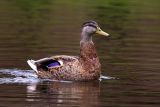 Mallard Duck