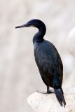 Brandt's Cormorant