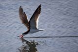 Black Skimmer