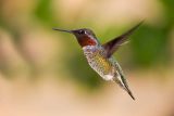Anna's Hummingbird